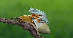 image of the activity