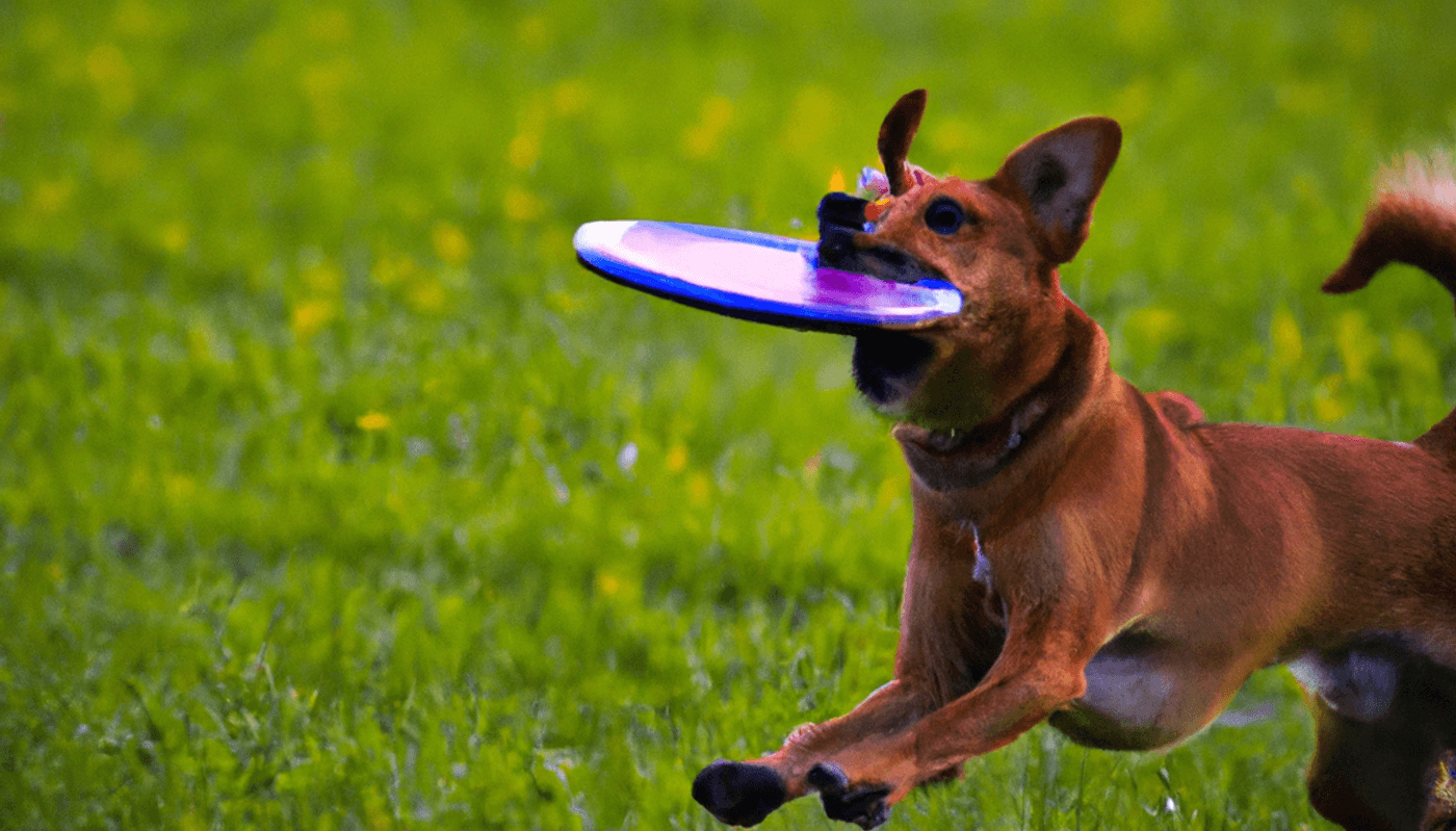 the image for this activity