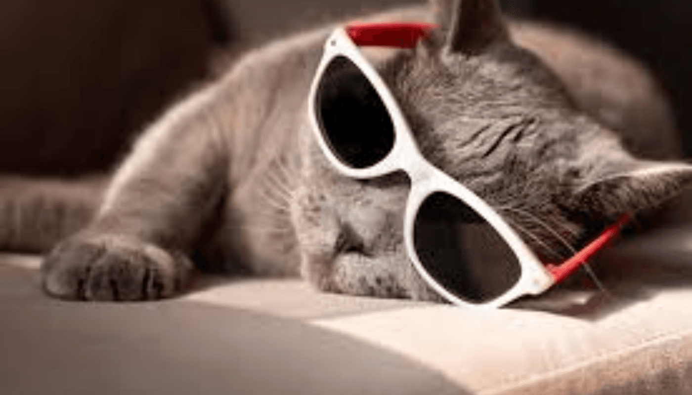 the image for this activity